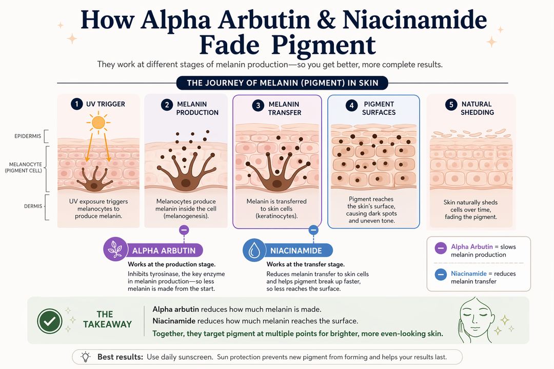 Infographic showing how alpha arbutin and niacinamide act at different stages of melanin production in the skin.