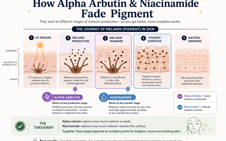 Alpha Arbutin + Niacinamide: A Simple Routine for Hyperpigmentation